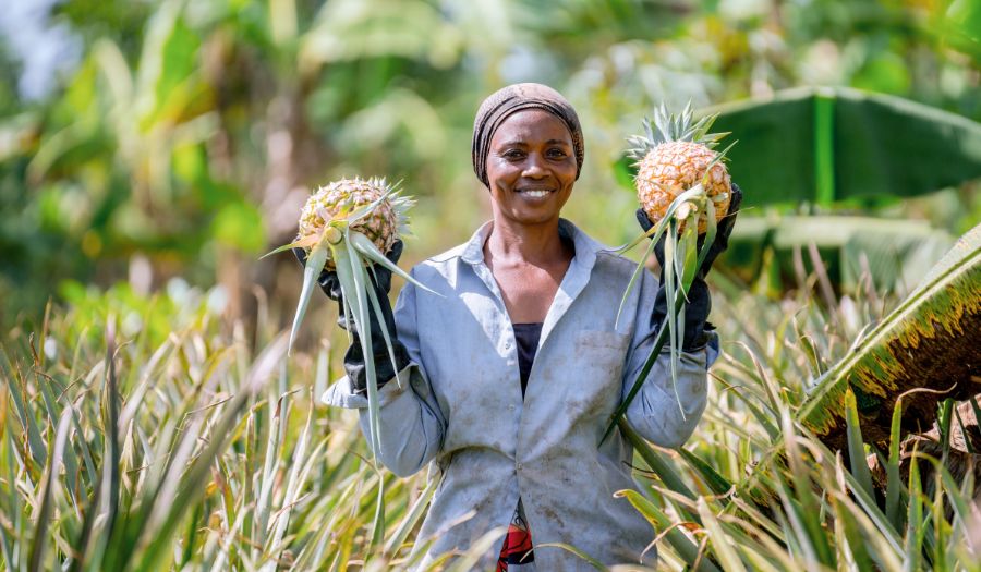 Solare Ananas-Trocknung in Uganda (Naturalzins)