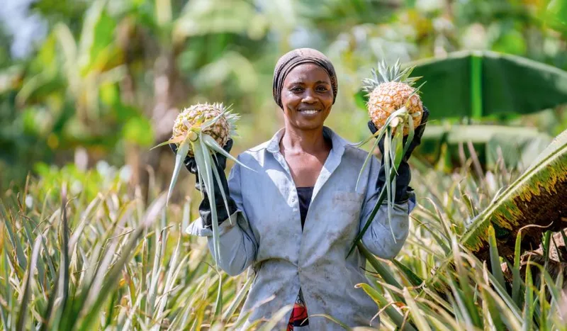 Solare Ananas-Trocknung in Uganda (Naturalzins)