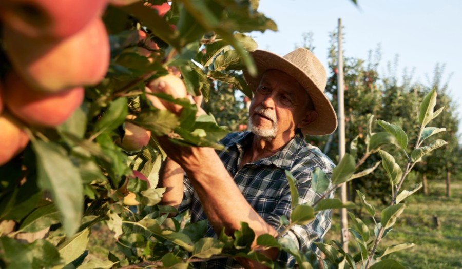 Solaranlage für Agricola Fruticola Maranello in Chile